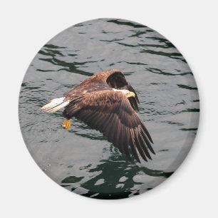 Imán Eagle que vuela con las alas hacia fuera