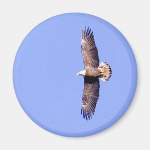 Imán Eagle sobre Conowingo