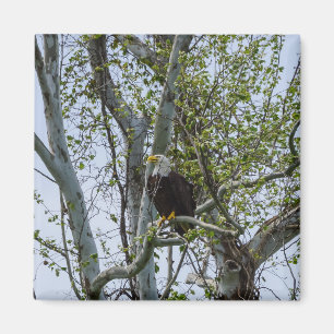 Imán Eagle Watch