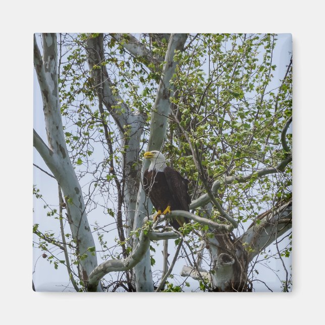 Imán Eagle Watch (Frente)