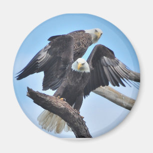 Imán Eagles calvo