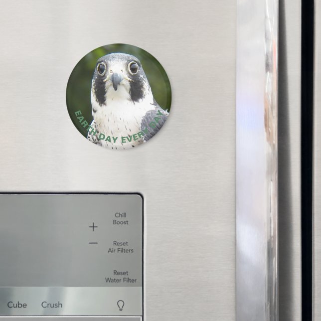 Imán Earth Day Every Day Peregrine Falcon Photo (In situ (nevera))