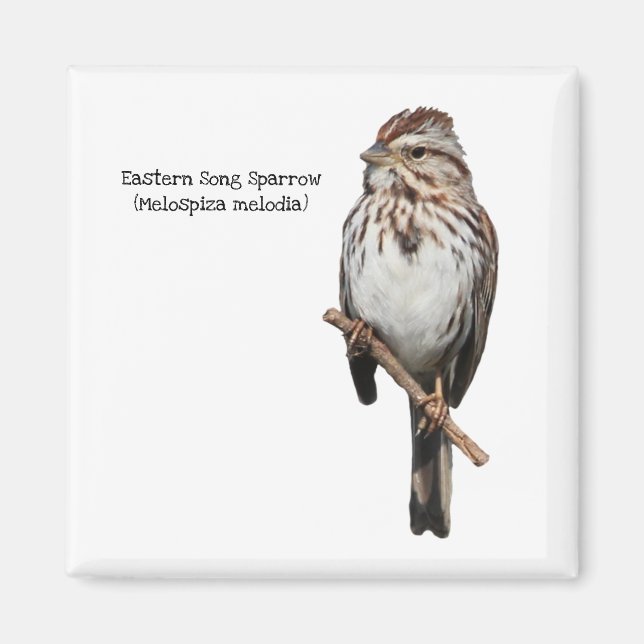 Imán East Song Sparrow (Frente)