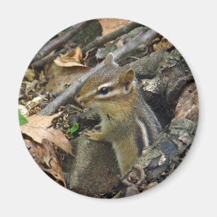 Imán Eastern Chipmunk - Tamias striatus