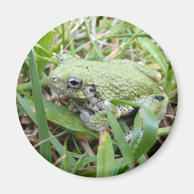 Imán Eastern Grey Treefrog Nature Photography (Frente)