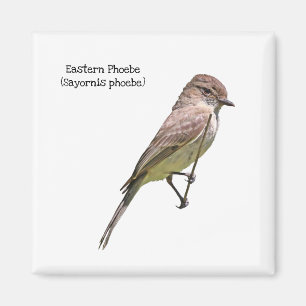 Imán Eastern Phoebe