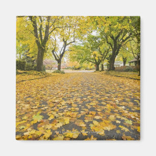 Imán Eastmoreland En Autumn Road and tree view