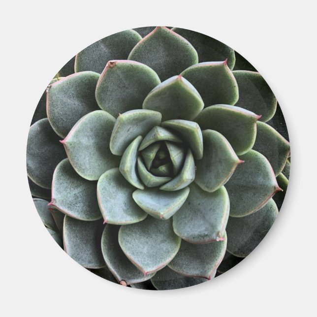 Imán Echeveria Fabiola Magnet (Frente)