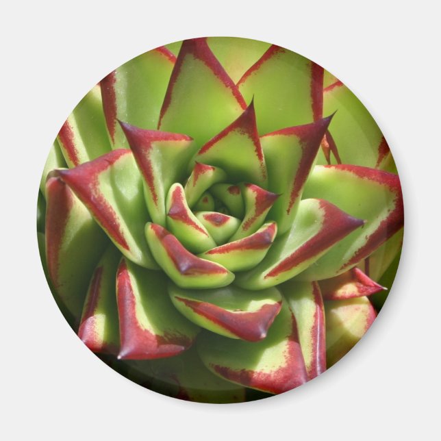 Imán Echeveria imnet (Frente)