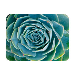 Imán Echeveria Roseta, Jardín Secreto de Marrakech