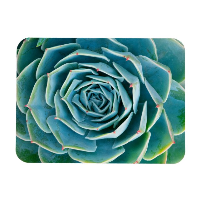 Imán Echeveria Roseta, Jardín Secreto de Marrakech (Horizontal)