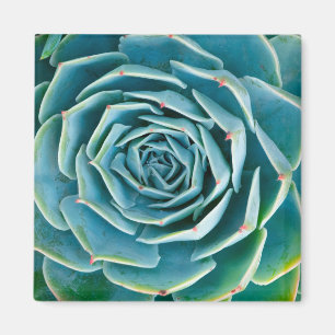 Imán Echeveria Roseta, Jardín Secreto de Marrakech