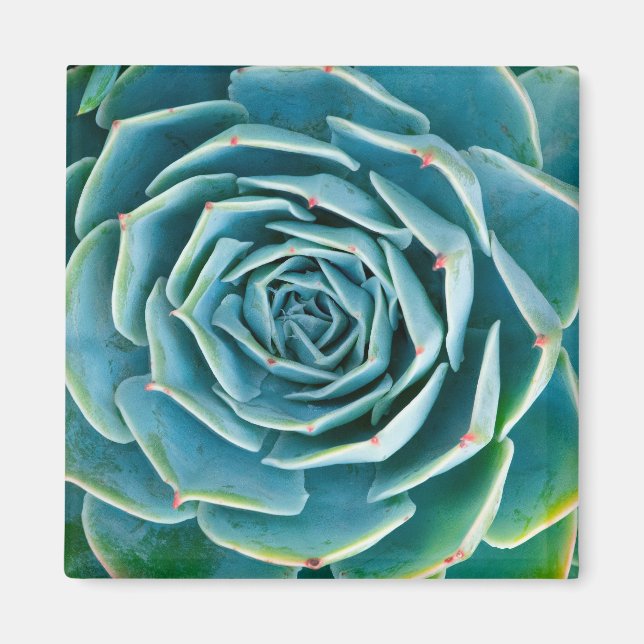 Imán Echeveria Roseta, Jardín Secreto de Marrakech (Frente)