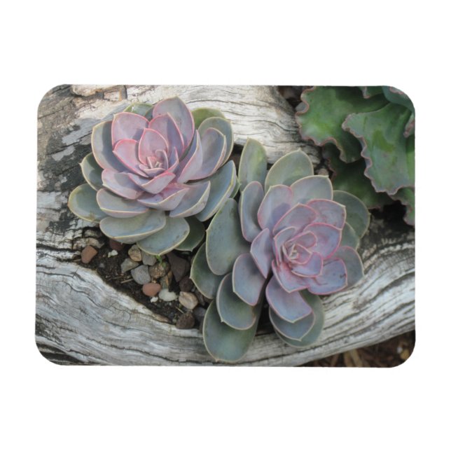 Imán Echeveria Succulent Magnet (Horizontal)