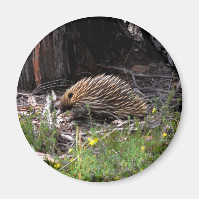 Imán Echidna (Frente)