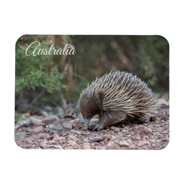 Imán Echidna, Australia (Horizontal)