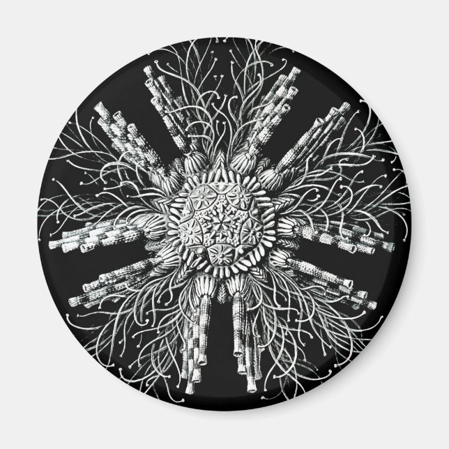 Imán Echinidea Magnet (Frente)