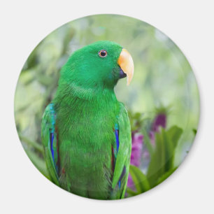 Imán Eclectus Parrot Male