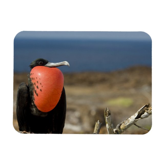 Imán Ecuador, Galápagos, Isla Genovesa. 6.º príncipe (Horizontal)