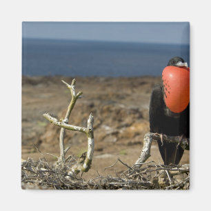 Imán Ecuador, Galápagos, Isla Genovesa. 6.º príncipe