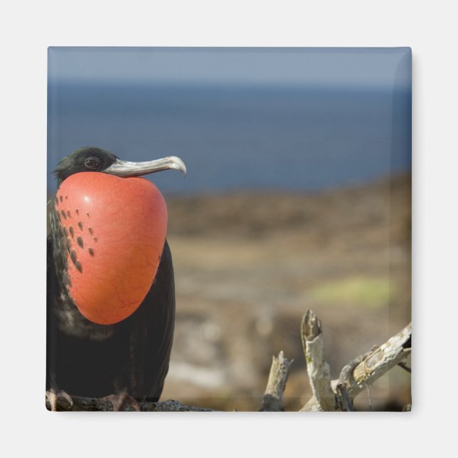 Imán Ecuador, Galápagos, Isla Genovesa. 6.º príncipe (Frente)
