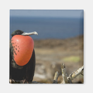 Imán Ecuador, Galápagos, Isla Genovesa. Príncipe