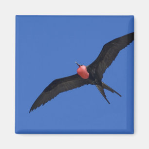 Imán Ecuador, Galápagos. Isla Genovesa, también conocid