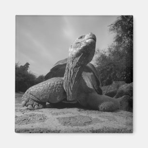 Imán Ecuador, Islas Galápagos Parque Nacional, Santa