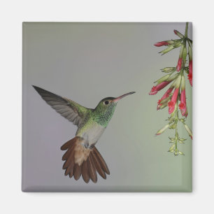 Imán Ecuador, Tandayapa Bird Lodge. De cola rubia