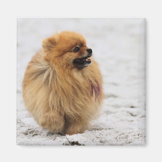 Imán Edgrrr #3 - Pomeraniano (Frente)