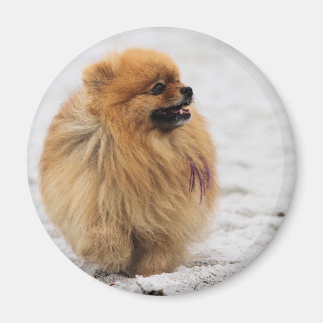 Imán Edgrrr #3 - Pomeraniano (Frente)