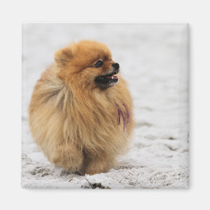 Imán Edgrrrr #3 - Pomeranian