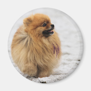 Imán Edgrrrr #3 - Pomeranian