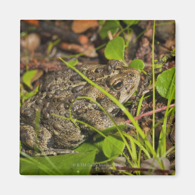 Imán edmonton, alberta, canadá (Frente)