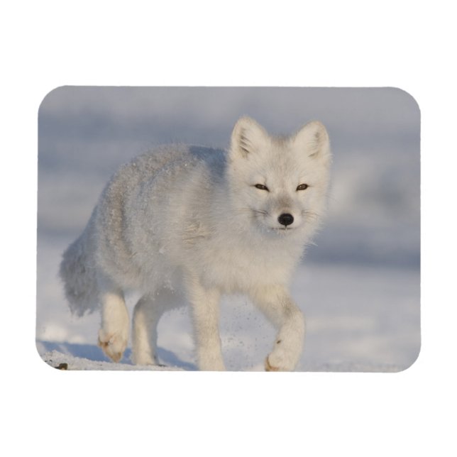 Imán EE.UU., Alaska, 1002 Llanura costera de la ANWR. U (Horizontal)