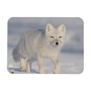 Imán EE. UU., Alaska, 1002 Llanura costera del ANWR. Un