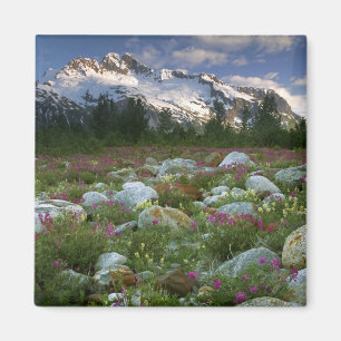 Imán EE. UU., Alaska, Alsek-Tatshenshini Wilderness. Vi