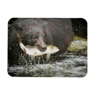 Imán EE. UU., Alaska, Anan Creek. Primer plano de oso n