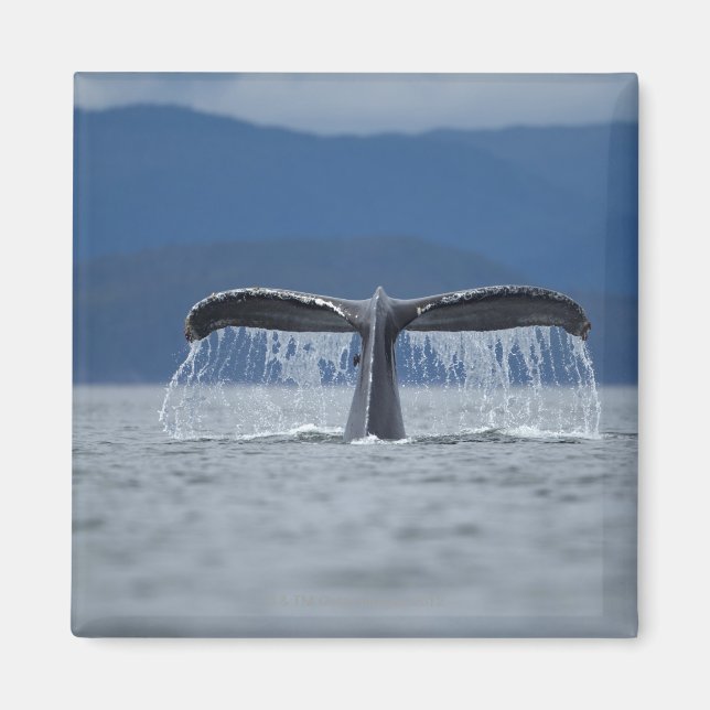 Imán EE.UU., Alaska, Bosque Nacional Tongass, Humpback (Frente)
