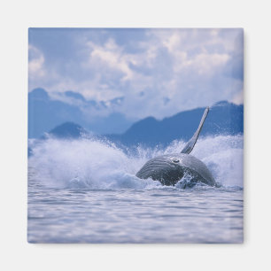 Imán EE.UU., Alaska, Bosque Nacional Tongass, Humpback