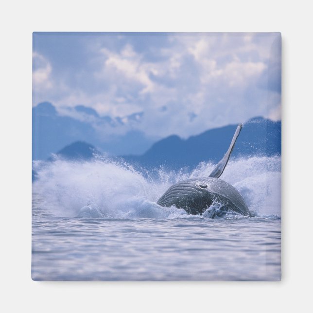 Imán EE.UU., Alaska, Bosque Nacional Tongass, Humpback (Frente)
