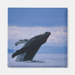 Imán EE. UU., Alaska, Bosque Nacional Tongass, Jorobado