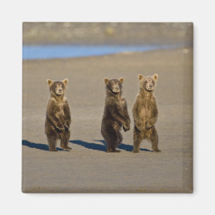 Imán EE. UU. Alaska. Cachorros de oso pardo costero