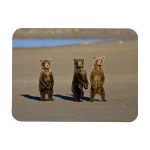 Imán EE. UU. Alaska. Crías de oso pardo costero