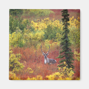 Imán EE. UU., Alaska, Parque Nacional Denali. Caribú