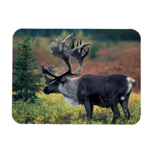 Imán EE. UU., Alaska, Parque nacional Denali, caribú ma