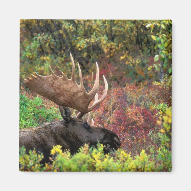 Imán EE.UU., Alaska, Parque Nacional Denali, Moose Bull (Frente)