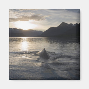 Imán EE. UU., Alaska, Parque Nacional Glacier Bay,