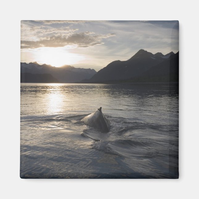 Imán EE. UU., Alaska, Parque Nacional Glacier Bay, (Frente)