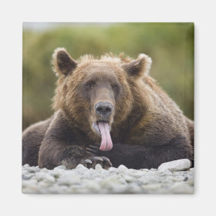 Imán EE. UU., Alaska, Parque Nacional Katmai, Bahía Kuk